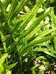 2006